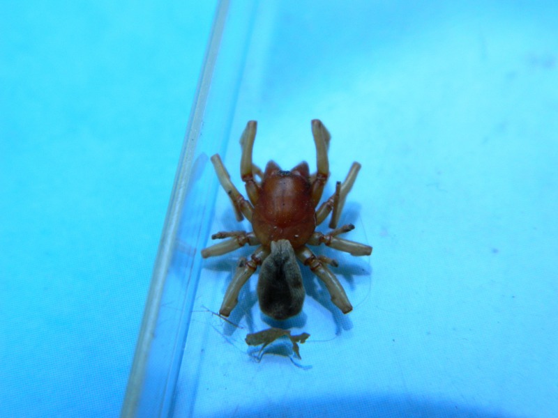 Dysdera sp.
